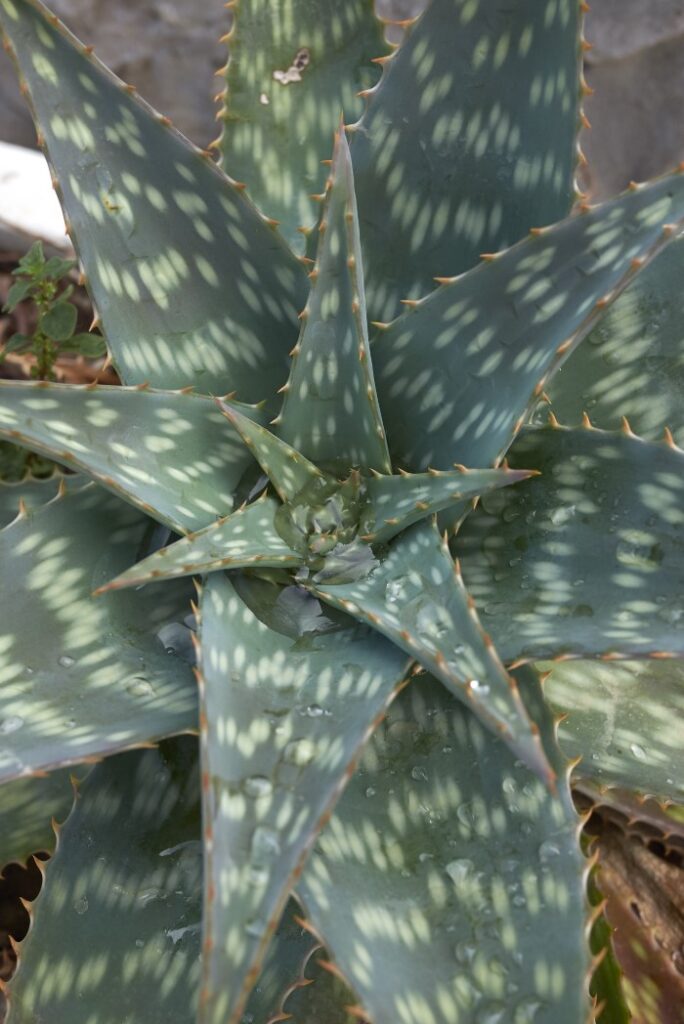 Aloe maculata