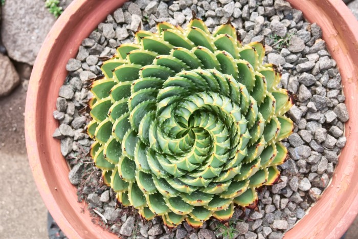 Aloe polyphylla