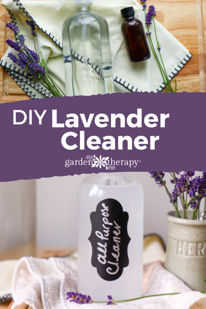 DIY AllPurpose Cleaner With Lavender and Alcohol Garden Therapy