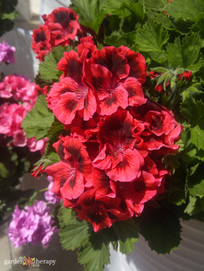 Pelargonium or simply geranium with blossoms in white and rosé in an old  cottage garden in summer in Rudersau near Rottenbuch in the district of  Weilheim-Schongau in Upper Bavaria - a Royalty