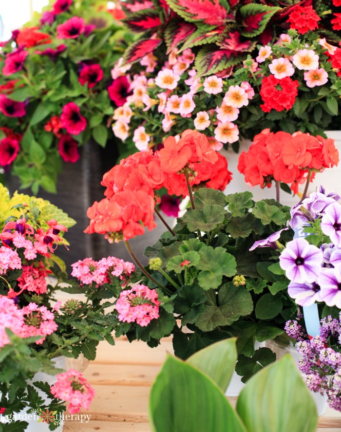 annuals from seed to plant in your garden