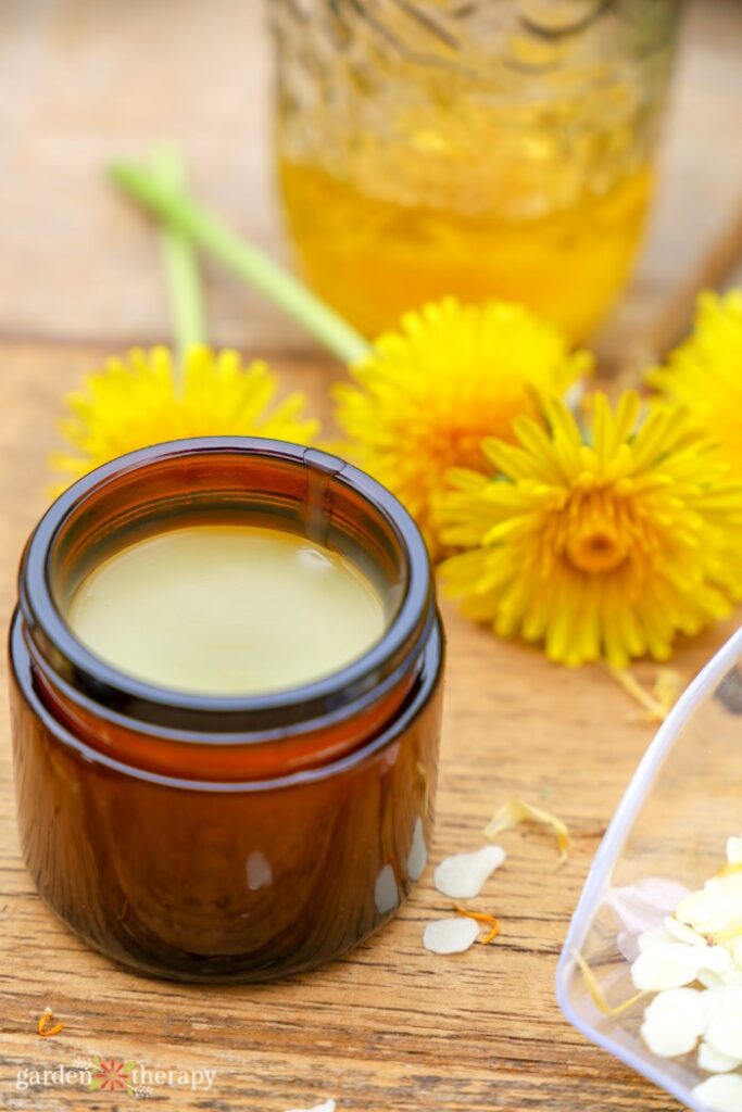 dandelion salve in a glass container