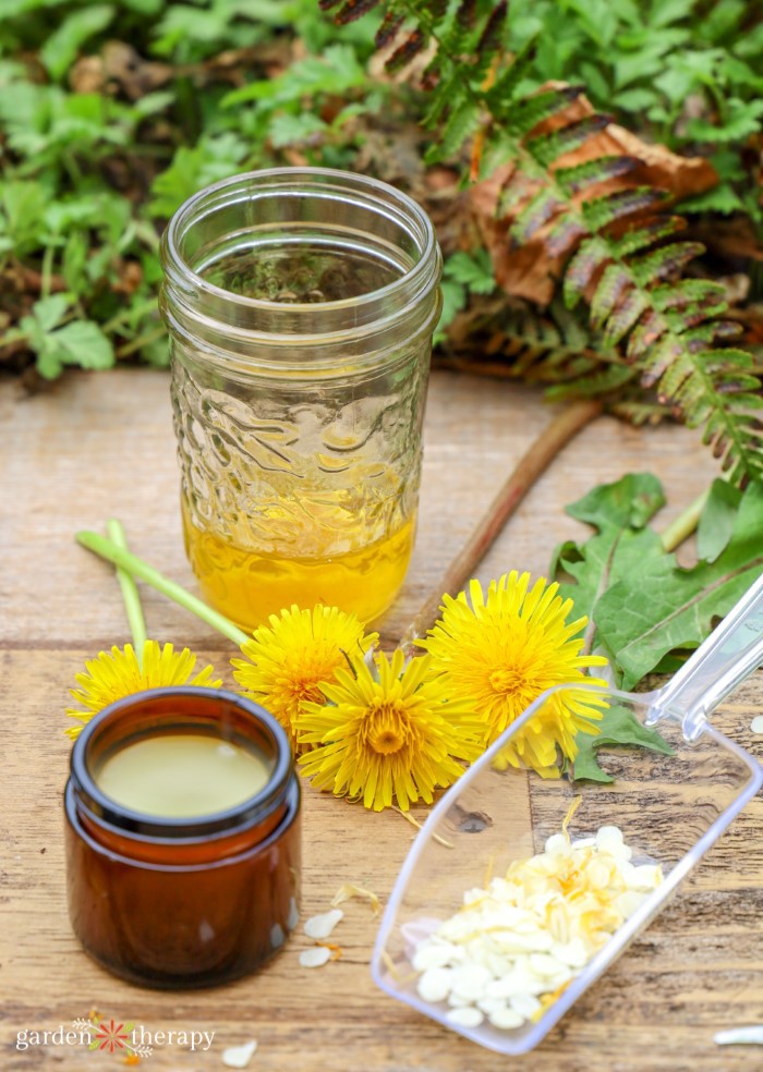 dandelion salve DIY