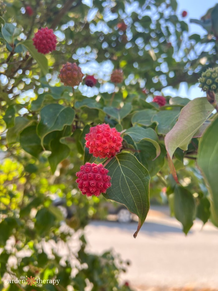 red dogwood fruit