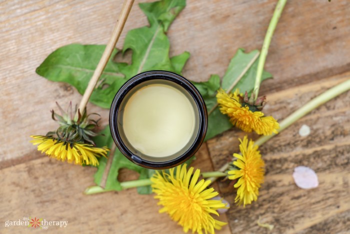 how to make dandelion salve