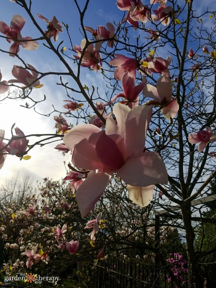 magnolia blooms