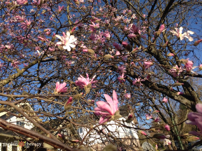 magnolia tree flowers