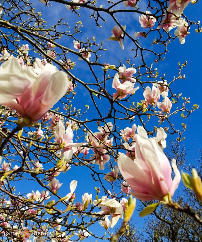 saucer magnolia tree in bloom