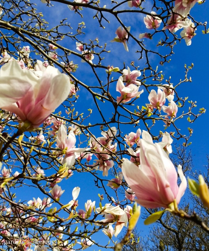 Magnolias are starting to bloom as warm weather moves into