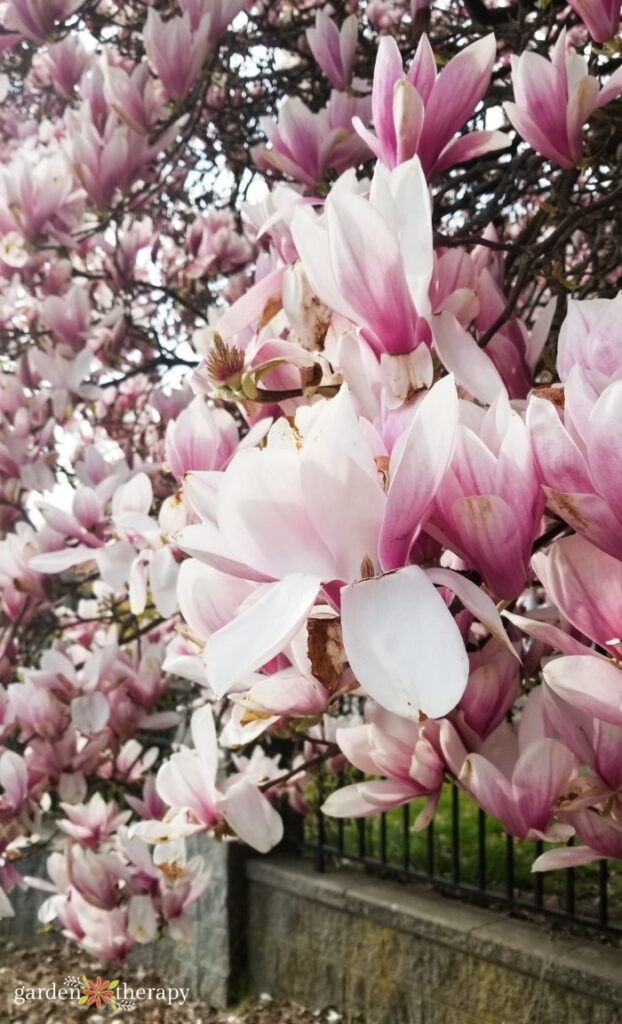 magnolia trees