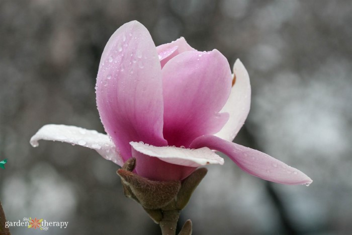 fleur de magnolia rose