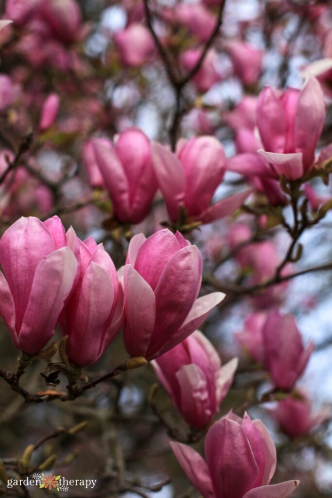 árbol de magnolia rosa