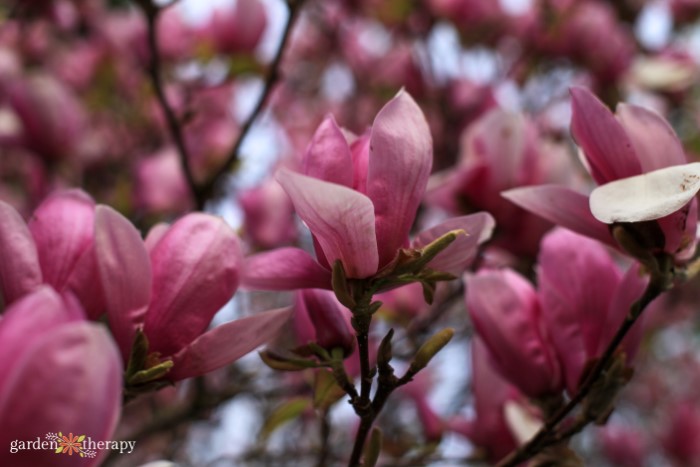 when do magnolia trees bloom in virginia