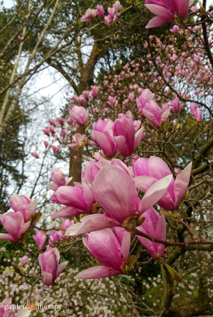 magnolias de soucoupe