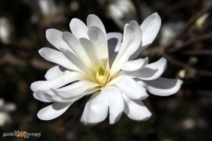 magnolia étoilé