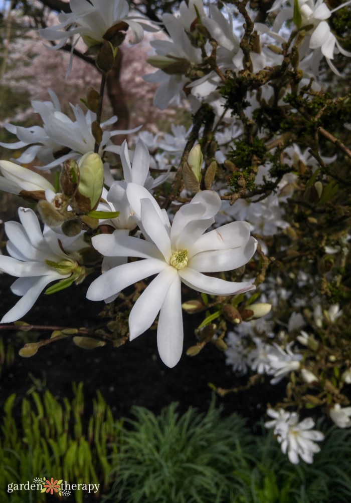 magnolias étoilés