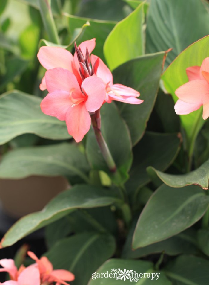 Canna 'Toucan Coral'