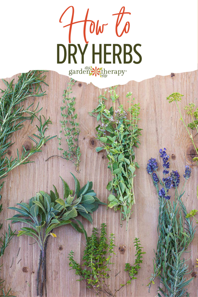 How to Dry Herbs and Harvesting Tips