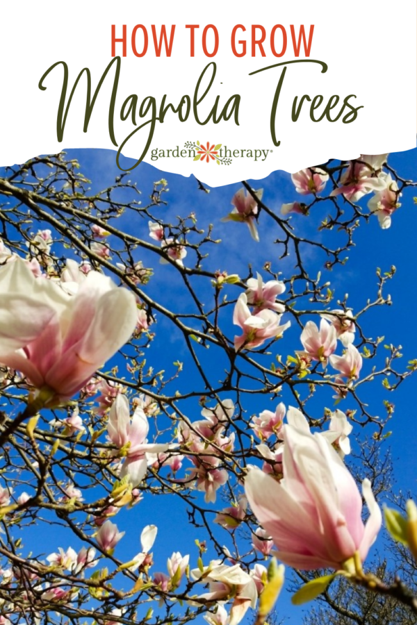 The Gardener's Guide To Growing A Magnolia Tree - Garden Therapy