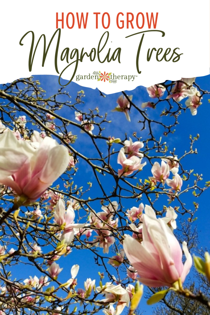 Comment faire pousser un magnolia