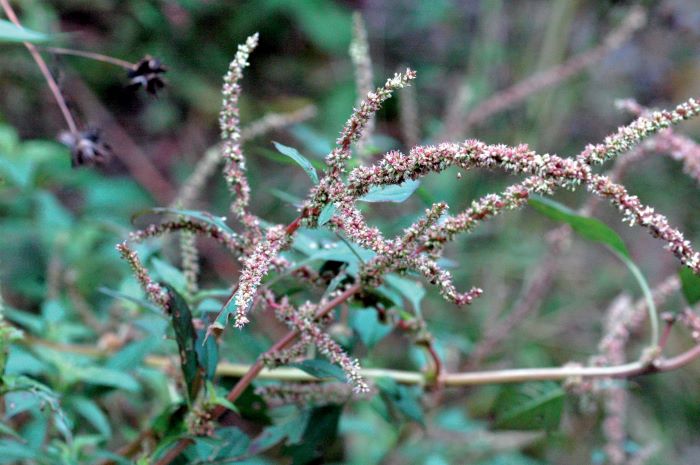 Spiny amaranth