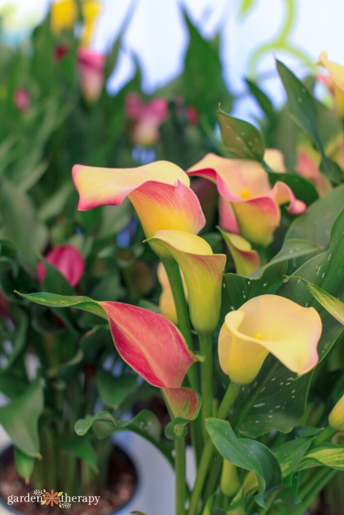 blooming calla lilies in a garden