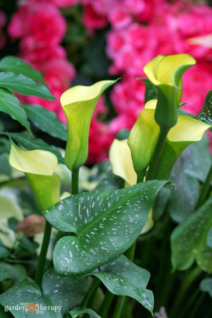 calla lily grown from bulb