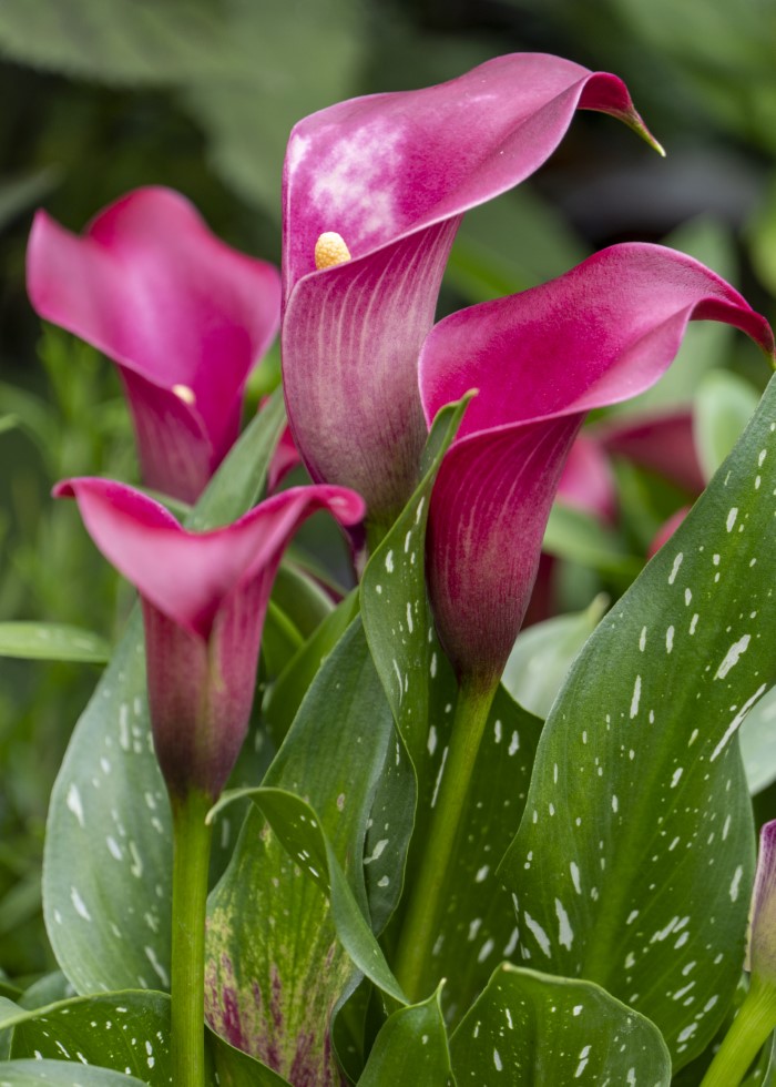 pink calla lilies