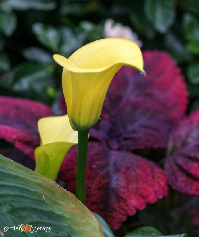 fleur de lys calla