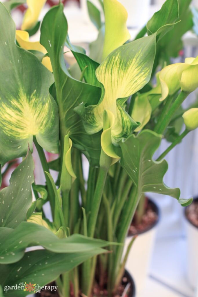 calla lily foliage