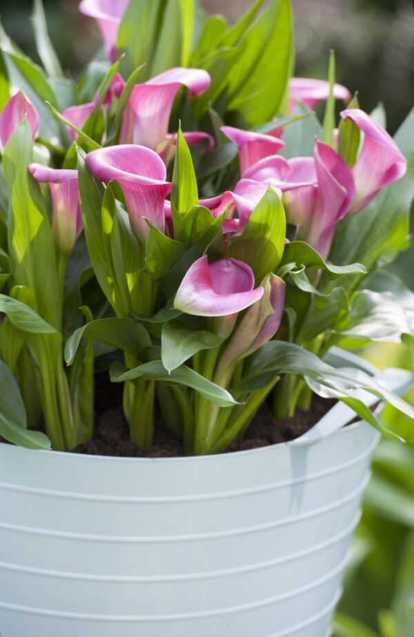 Growing Guide The Elegant and Unique Calla Lily Garden Therapy