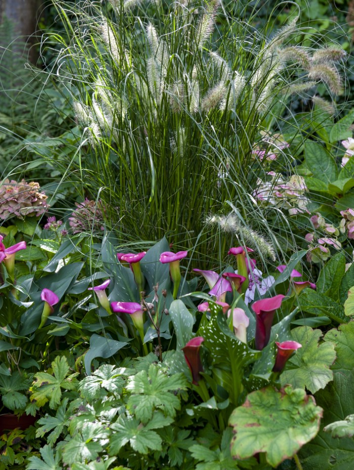 calla lily in the garden