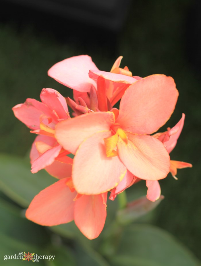 coral canna lily