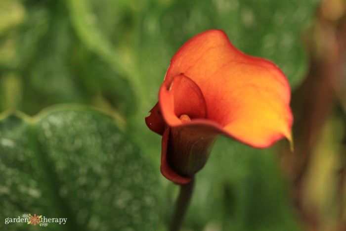 orange calla lily