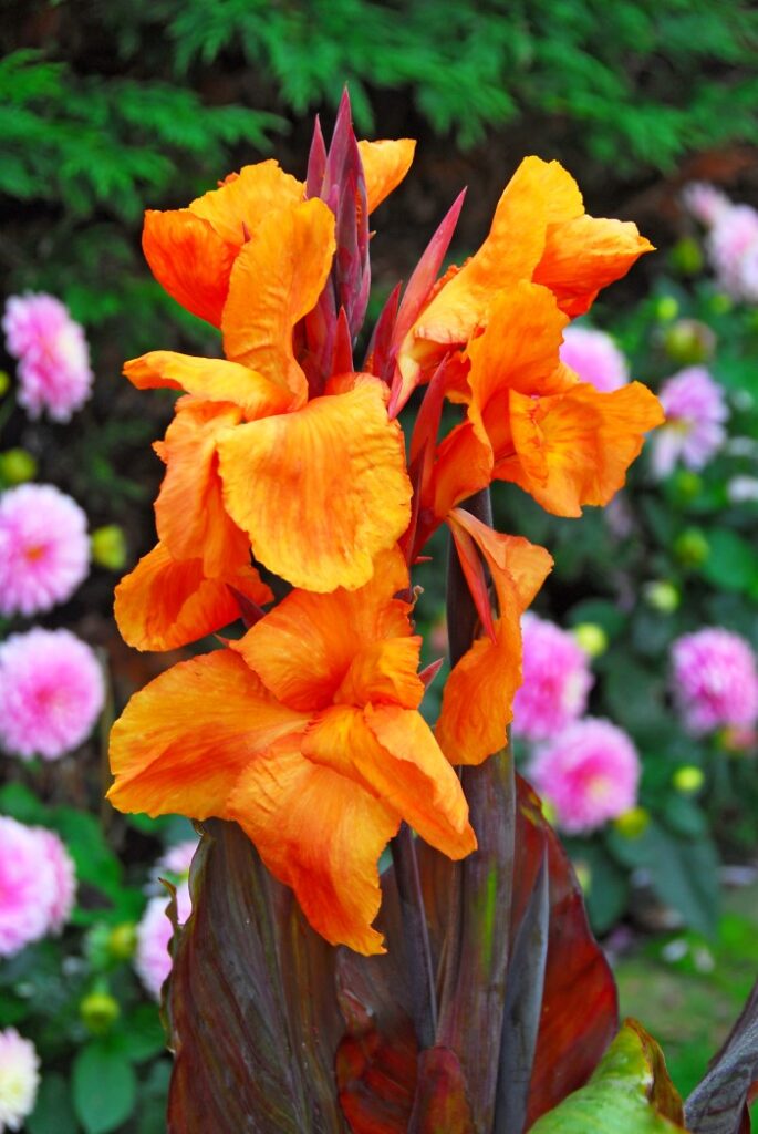 Canna Lillies – Sleepy Hollow Flowers