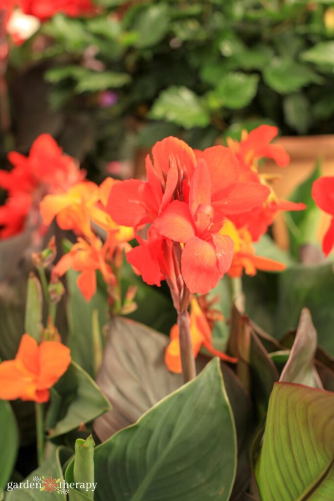 orange canna lilies