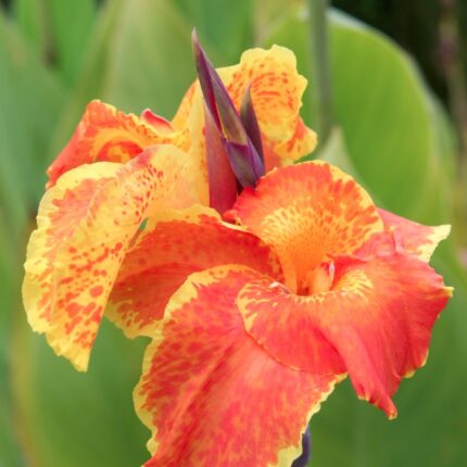 orange canna lily