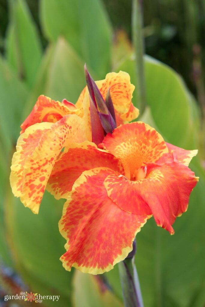 orange canna lily