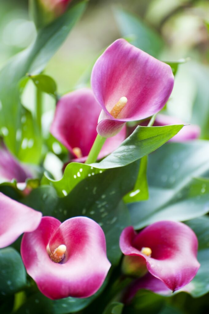 pink calla lilies