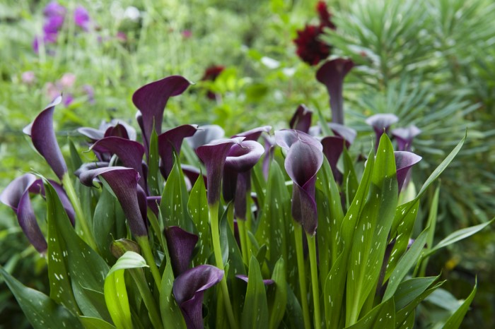 purple calla lilies