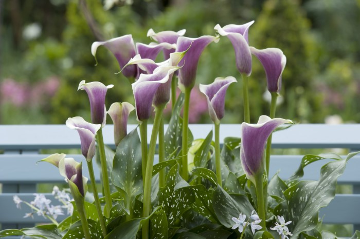 purple calla lily