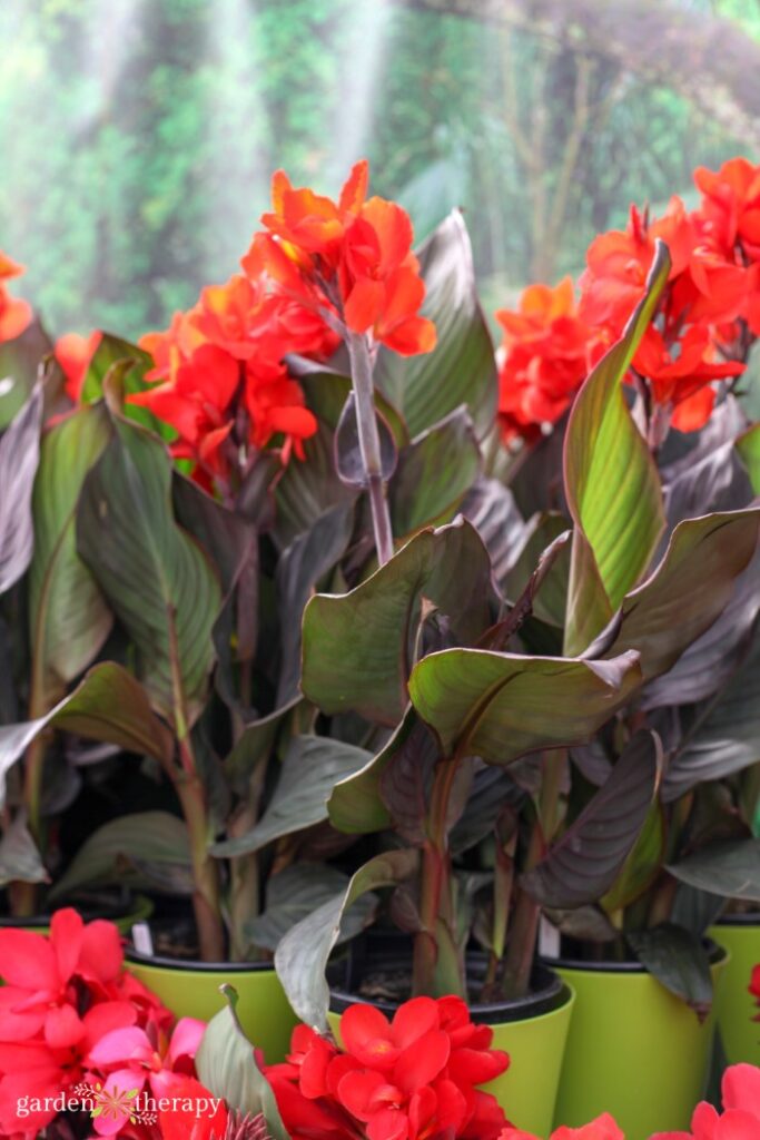 red canna lilies