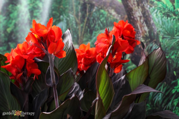 lys canna rouge