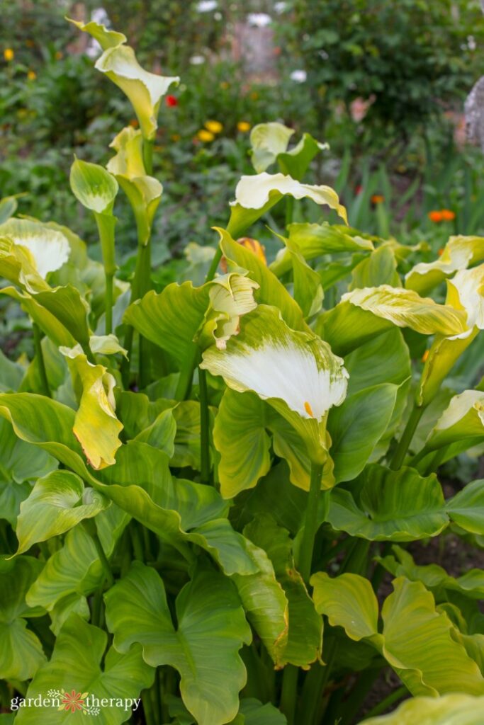 lys calla ébouriffés