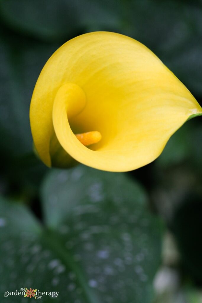 lys calla jaune