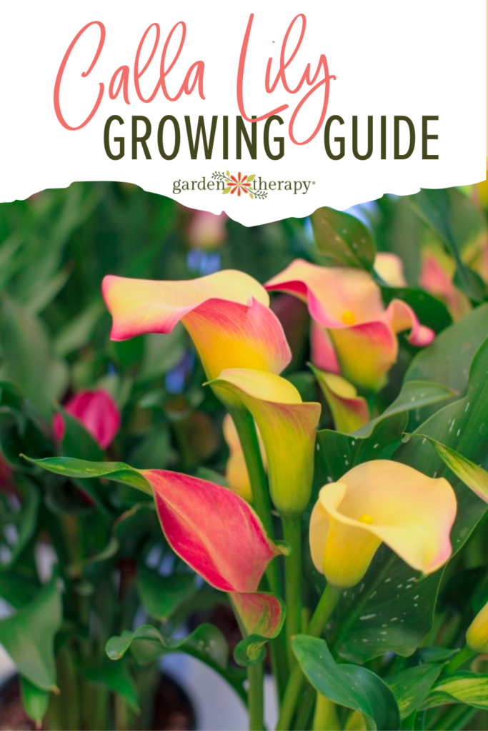 Growing Guide the Elegant and Unique Calla Lily