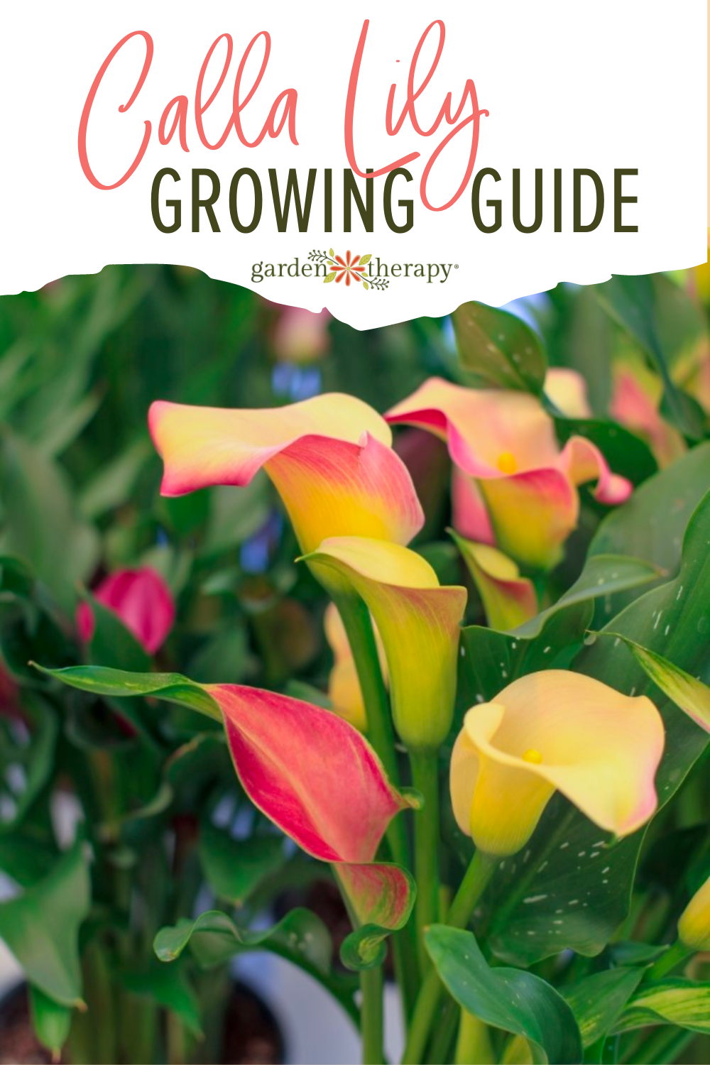 Growing Guide The Elegant and Unique Calla Lily Garden Therapy