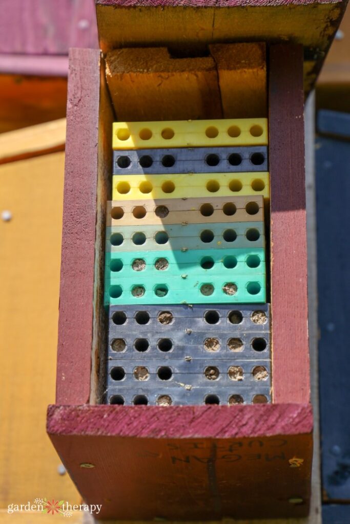 casa delle api muratore colorato