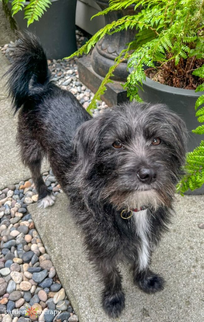 are wisteria plants poisonous to dogs and cats