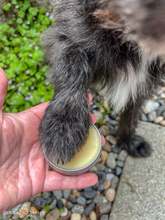 DIY Dog Paw Balm to Moisturize & Soothe Paws - Garden Therapy